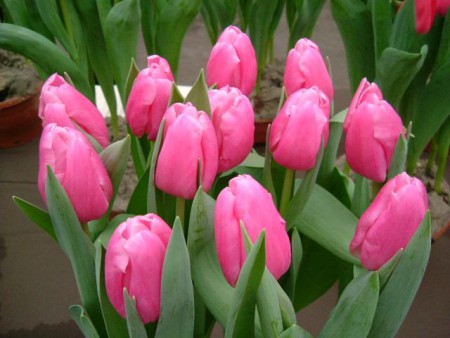 Jumbo Pink - розового цвета. Высота бутона на воде достигает 8см. Высота  40-50 см.